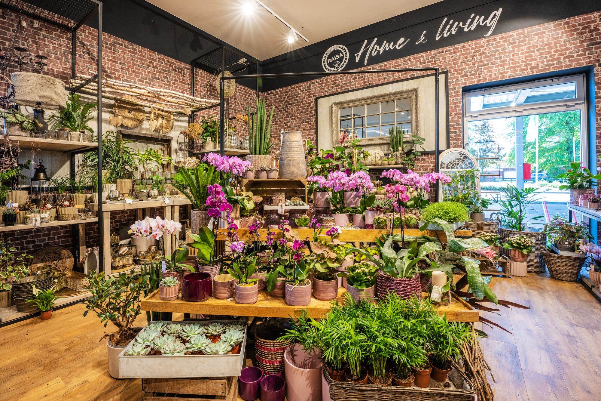 Dekorative Pflanzenabteilung mit Orchideen, Grünpflanzen und Wohnaccessoires in einem Gartencenter.